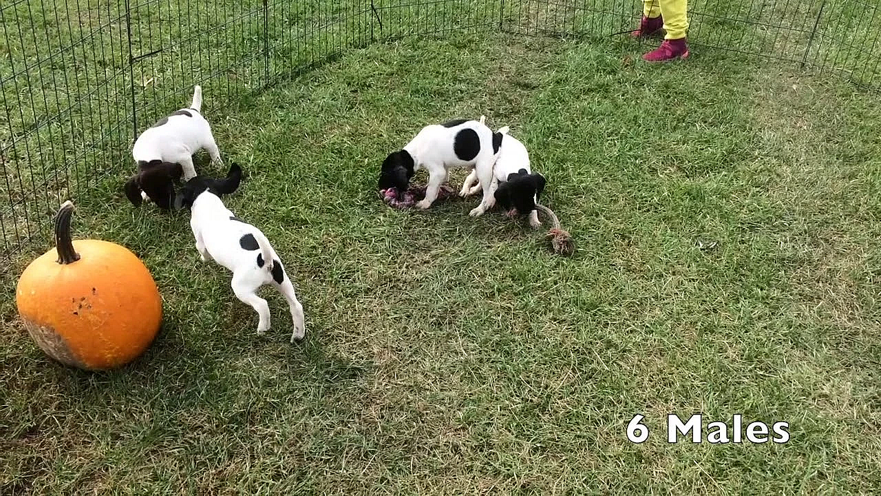 Brooke X Honker 8-20-18