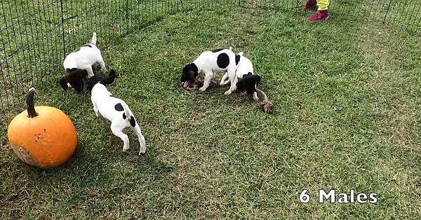 Brooke X Honker 8-20-18