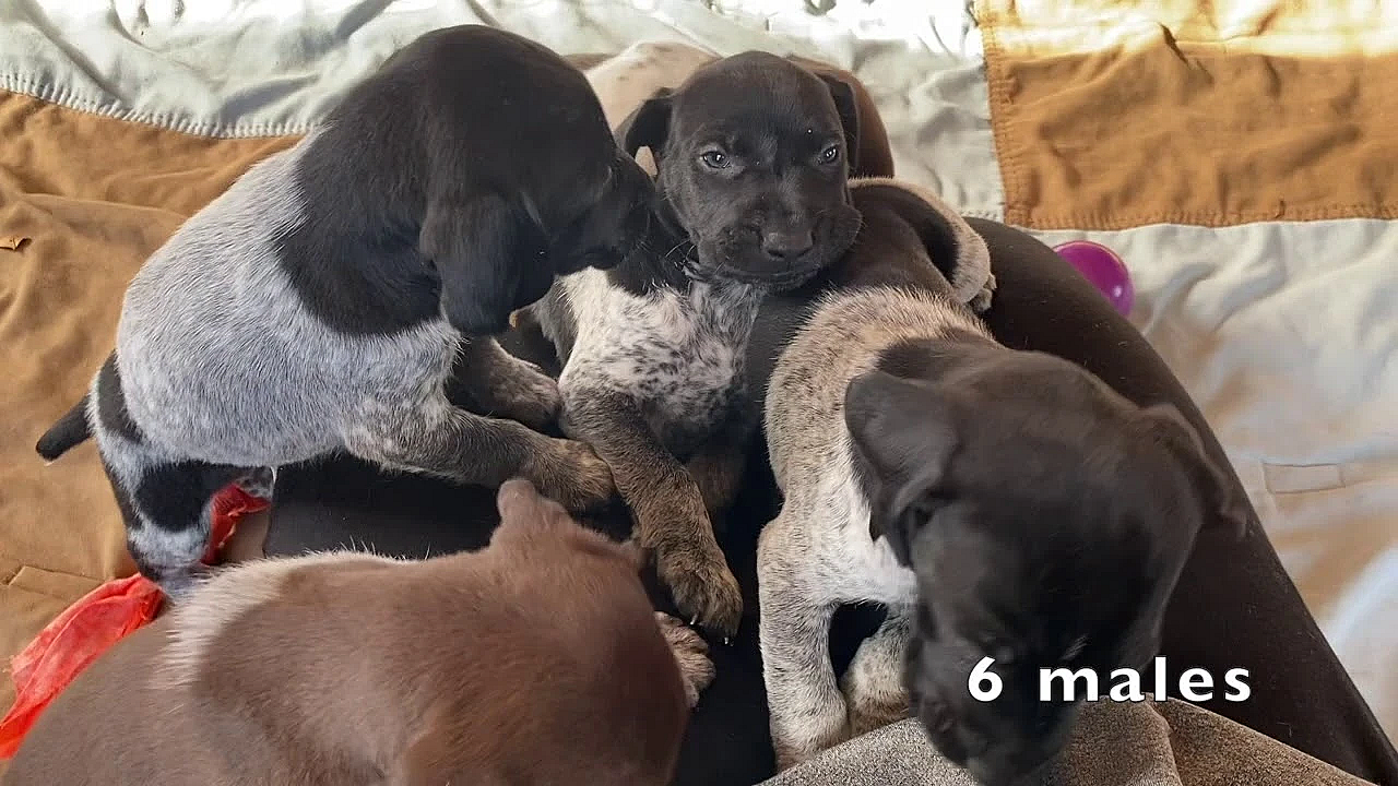 Gsp Puppies - Stella X Drake 9-27-20