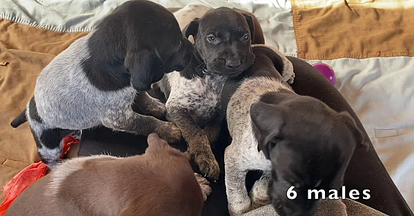 Gsp Puppies - Stella X Drake 9-27-20