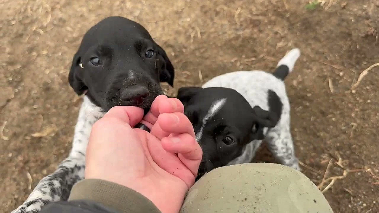 6 Week Old Gsp Puppies - Raya X Grouser
