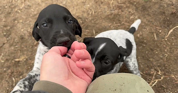 6 Week Old Gsp Puppies - Raya X Grouser