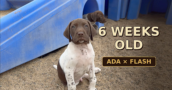 GSP Pups - 6 wks old - Ada x Flash
