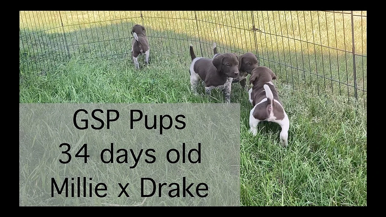 Millie X Drake Gsp Puppies 34 Days Old
