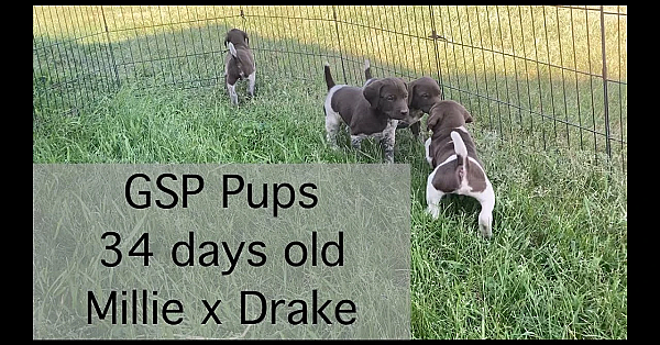 Millie X Drake Gsp Puppies 34 Days Old