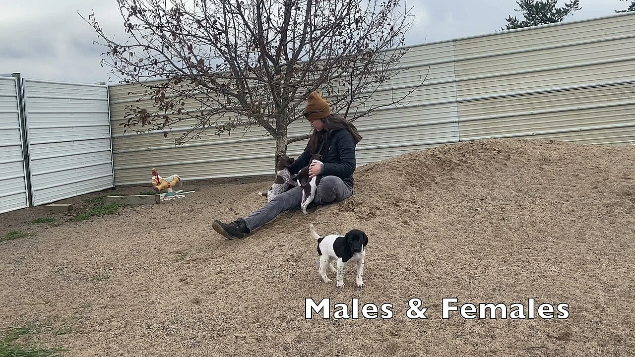 Gsp Puppies - 6 Wks - Raya X Grouser 9 29 23