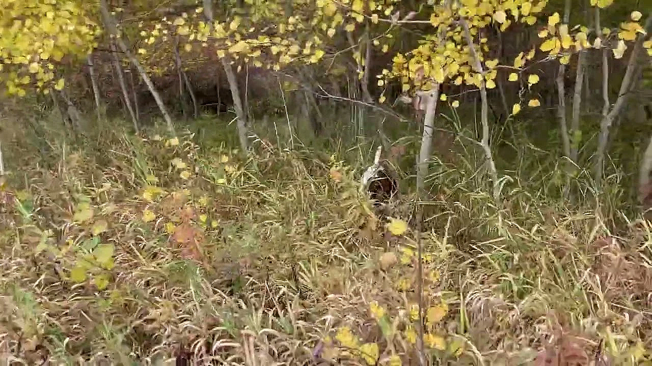 Willow Creek’s Flash Recall Quail