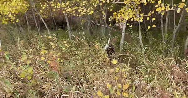 Willow Creek’s Flash Recall Quail