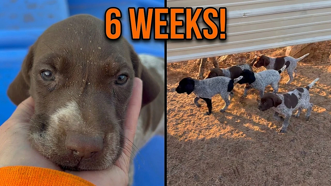 Emilia x Sig - GSP puppies - 6 weeks old