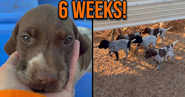 Emilia x Sig - GSP puppies - 6 weeks old