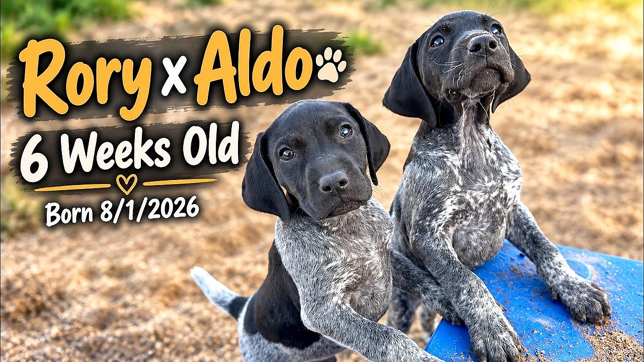 Rory x Aldo GSP Puppies - 6 weeks old