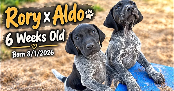 Rory x Aldo GSP Puppies - 6 weeks old