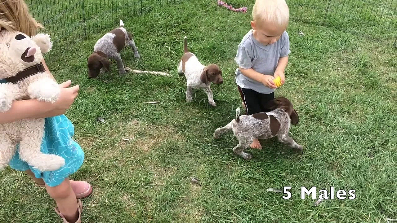Kimber X Grouser Gsp Puppies Born 7-25-18