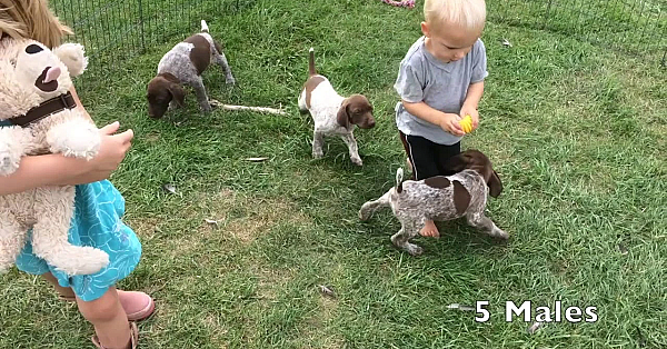 Kimber X Grouser Gsp Puppies Born 7-25-18