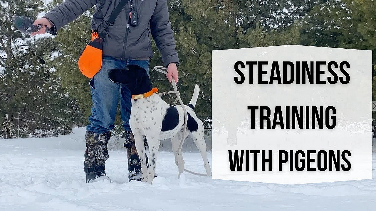 Pointing Dog Working On Steadiness With Pigeons