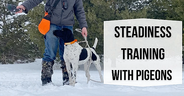 Pointing Dog Working On Steadiness With Pigeons