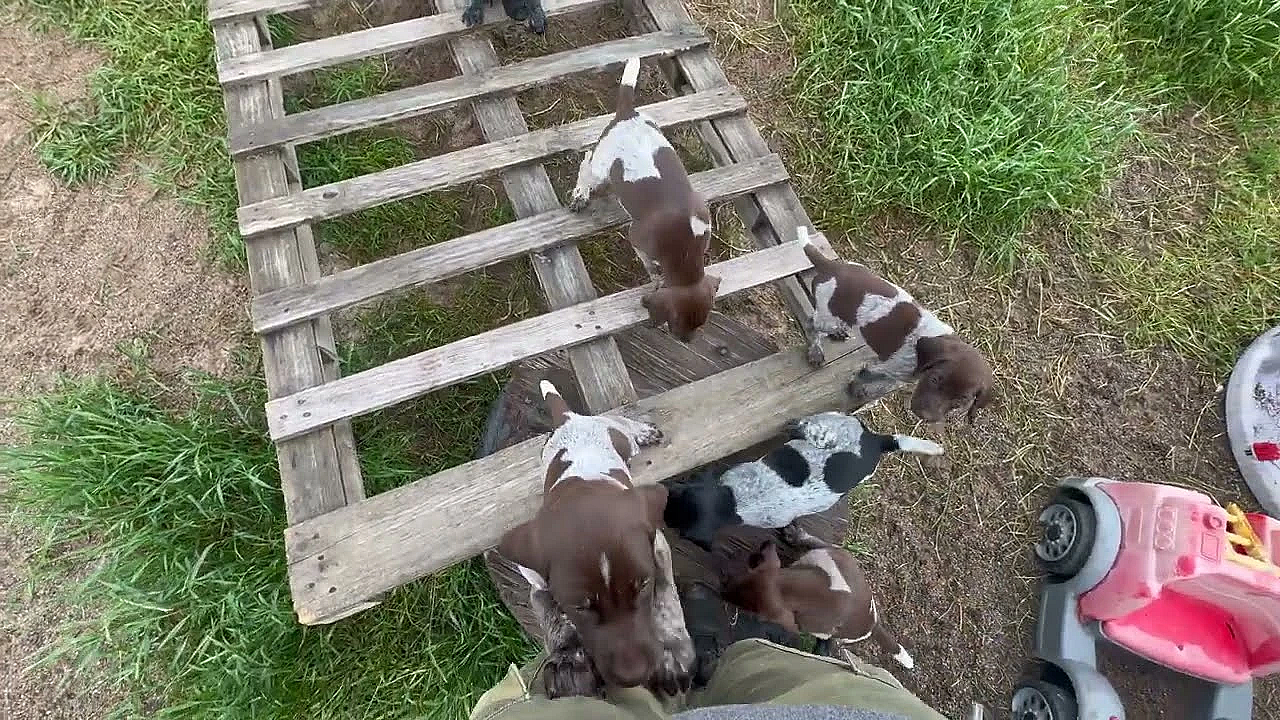 Gsp Puppies - Berry X Grouser - 6 Weeks Old