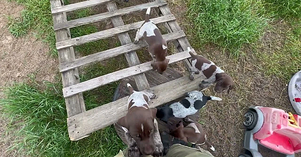 Gsp Puppies - Berry X Grouser - 6 Weeks Old