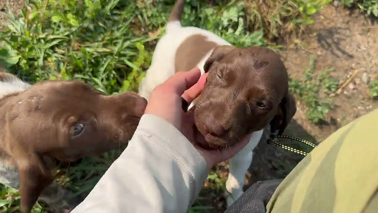 German Shorthair Puppies - Raya X Grouser
