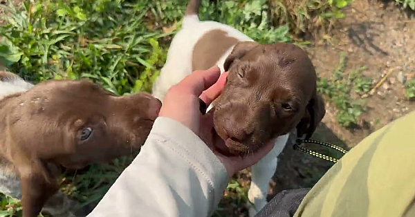 German Shorthair Puppies - Raya X Grouser