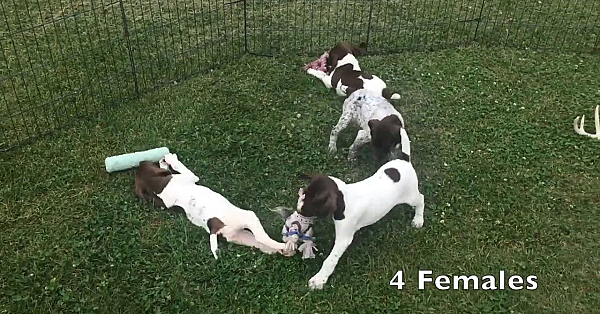 Berta X Grouser 6/21/19