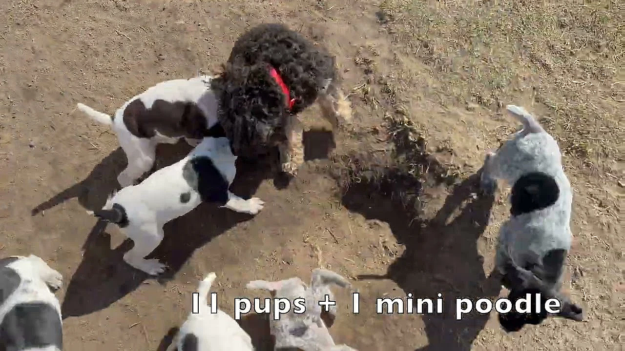 Gsp Puppies - Maebe X Flash - 6 Wks Old