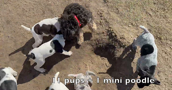 Gsp Puppies - Maebe X Flash - 6 Wks Old