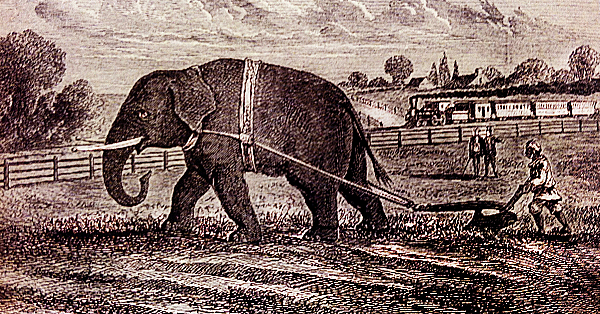 De Olifanten in de boerderij (4) – De Boer