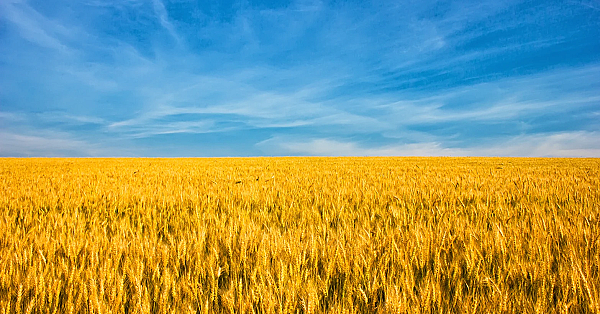 De Olifanten in de Boerderij (2) – De Agro-industrie
