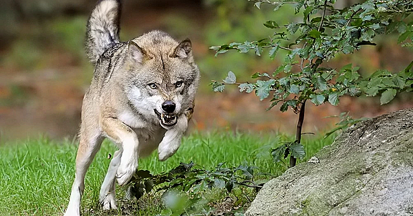 Klopt het wat onze ‘wolvendeskundigen’ zeggen?
