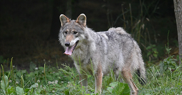 De Wolf  - gewenst of niet?