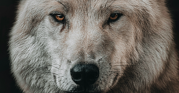 De wolf in bewoonde omgeving
