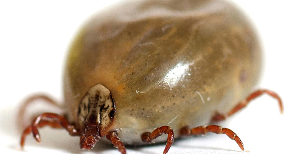 Sponsor Lyme-onderzoek met een review op DeJacht.nl