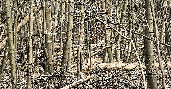 ‘Wald vor Wild’. Hoe een teer diersoort als ree schadelijk wild werd.