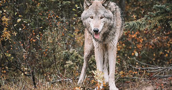 Position paper – wolven en de wetenschap in Nederland