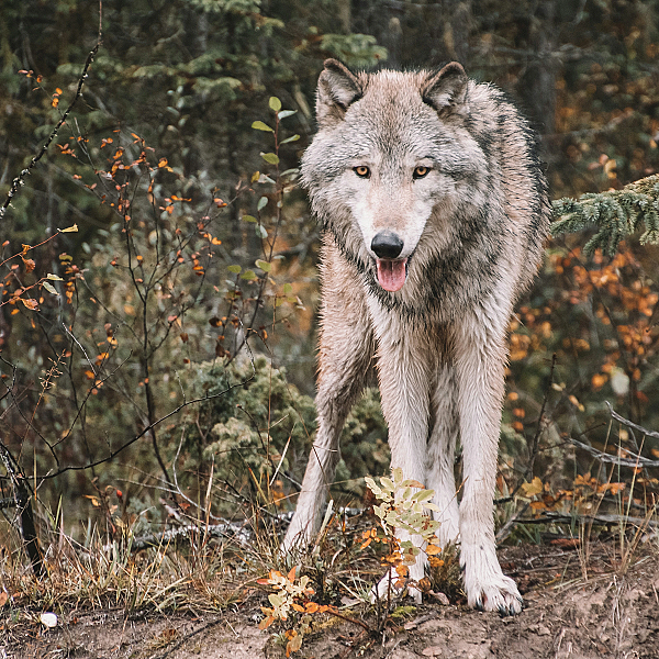 Position paper – wolven en de wetenschap in Nederland