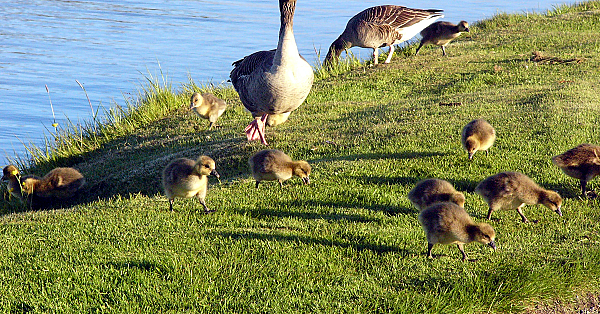 Ganzen, Natuurmonumenten, de KNJV en NOJG
