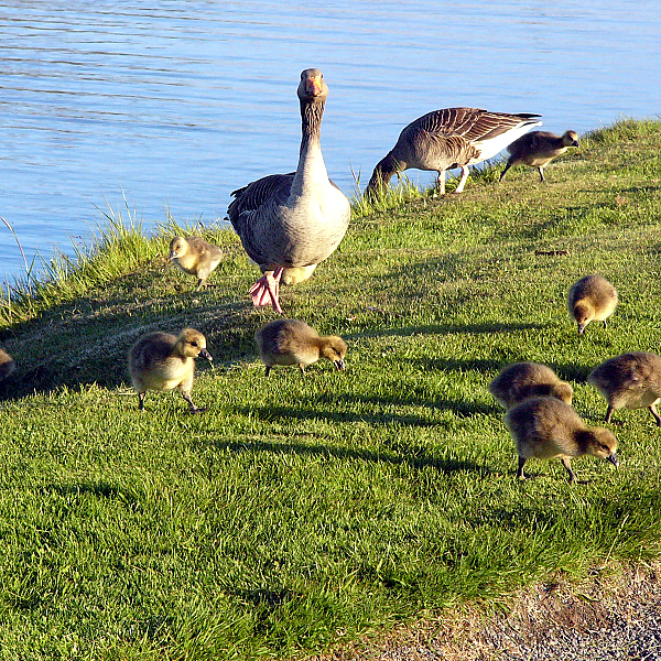 Ganzen, Natuurmonumenten, de KNJV en NOJG