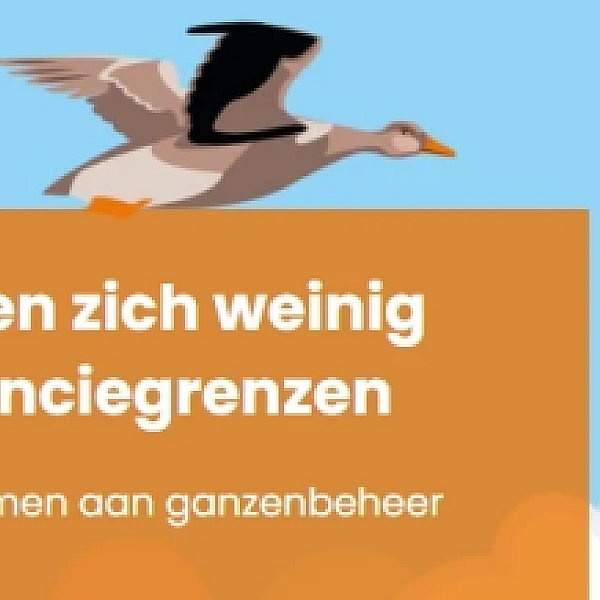 Ganzen op de Wildlijst