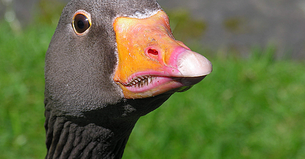 Het einde is in zicht…