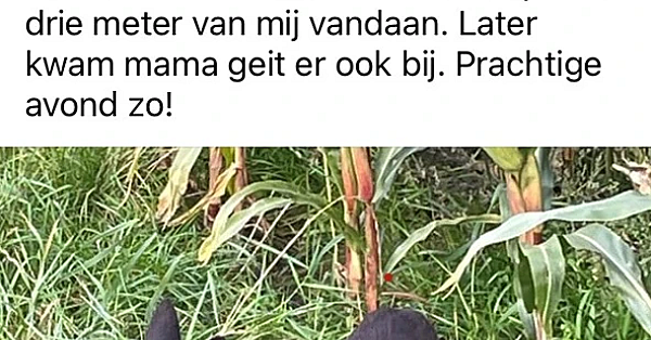 Iedereen doet het, zelfs de KNJV-voorzitter…