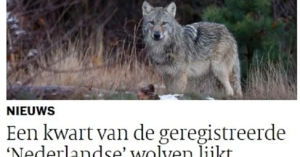 Stop met fakenieuws, over HVV en de wolf.