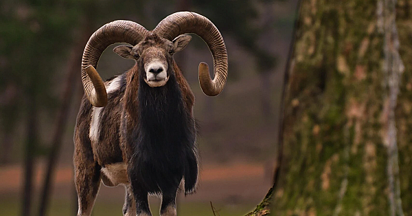 Vraatschade: reeën op een drukjacht en bejaging met nachtzichtapparatuur