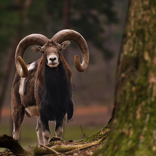 Vraatschade: reeën op een drukjacht en bejaging met nachtzichtapparatuur