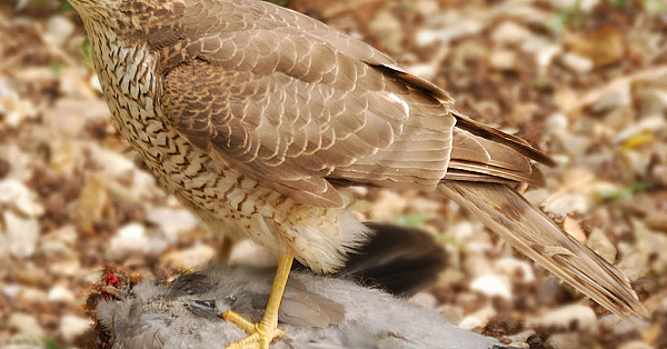 Accipitridae