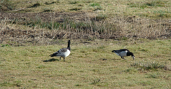 Barnacle Goose