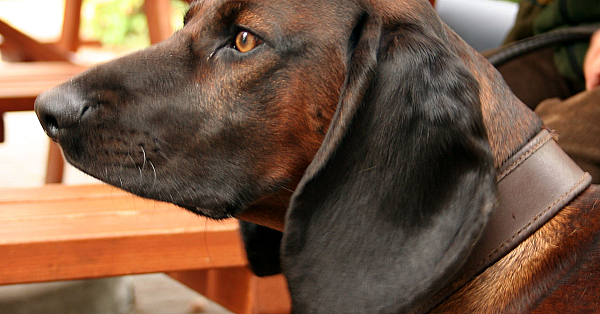 Bavarian Mountain Hound