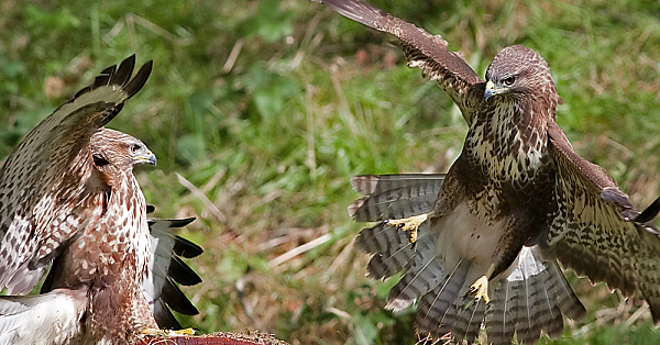 Common buzzard