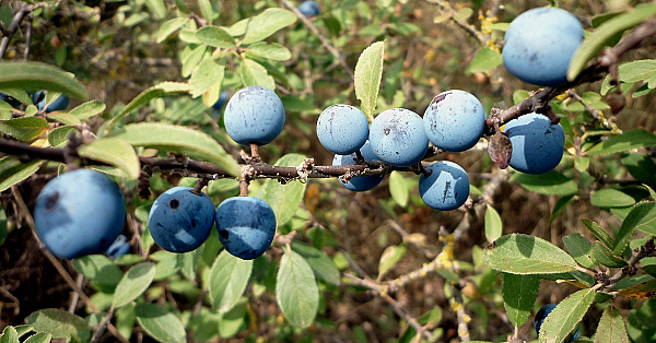 Blackthorn