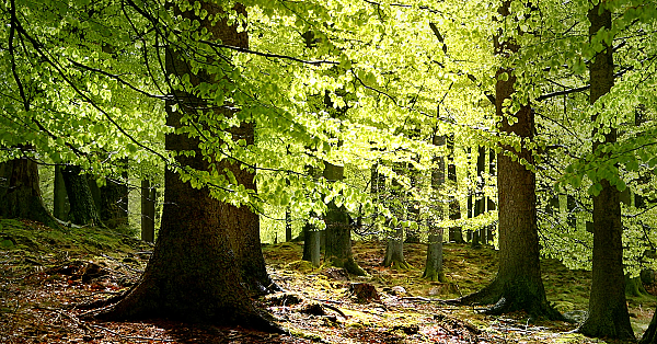 Bosbouw